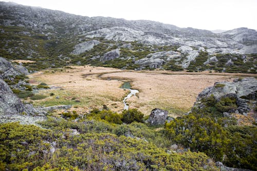 Bushes and Stream on Grassland behind