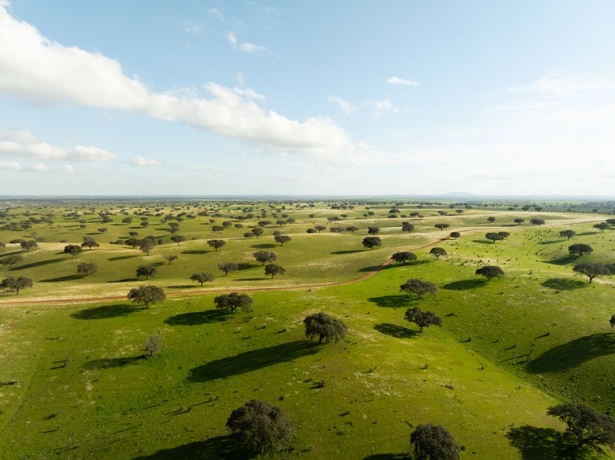 Vast plains with cork oak trees in the Alentejo region of Portugal