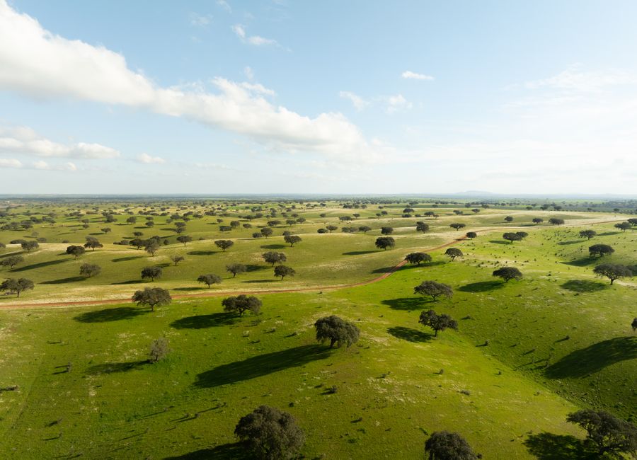 Aerial view of lush green plains with scattered trees under a blue sky in Beja, Portugal.