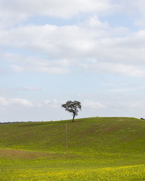 A lone tree in a field of green grass