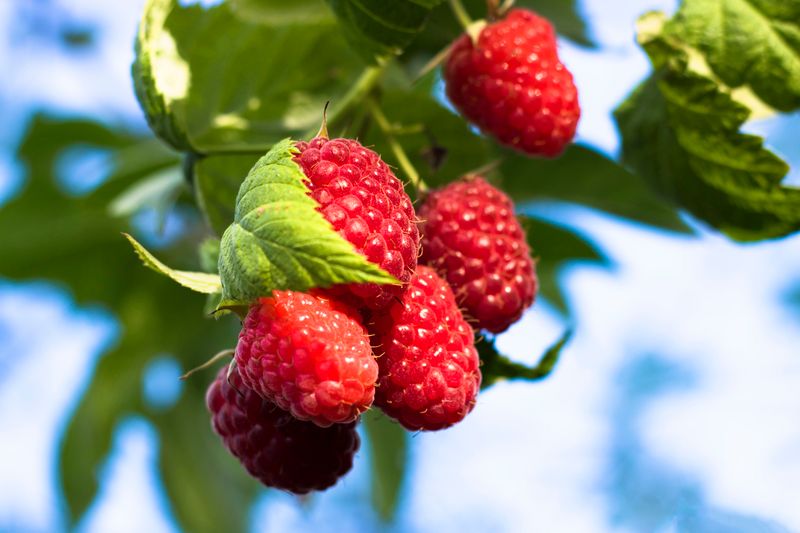 Ripe raspberries on the shrub