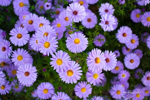 Purple Aster Flowers in a Garden