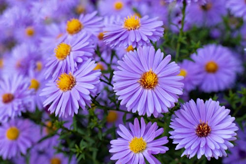 Purple Aster Flowers in a Garden