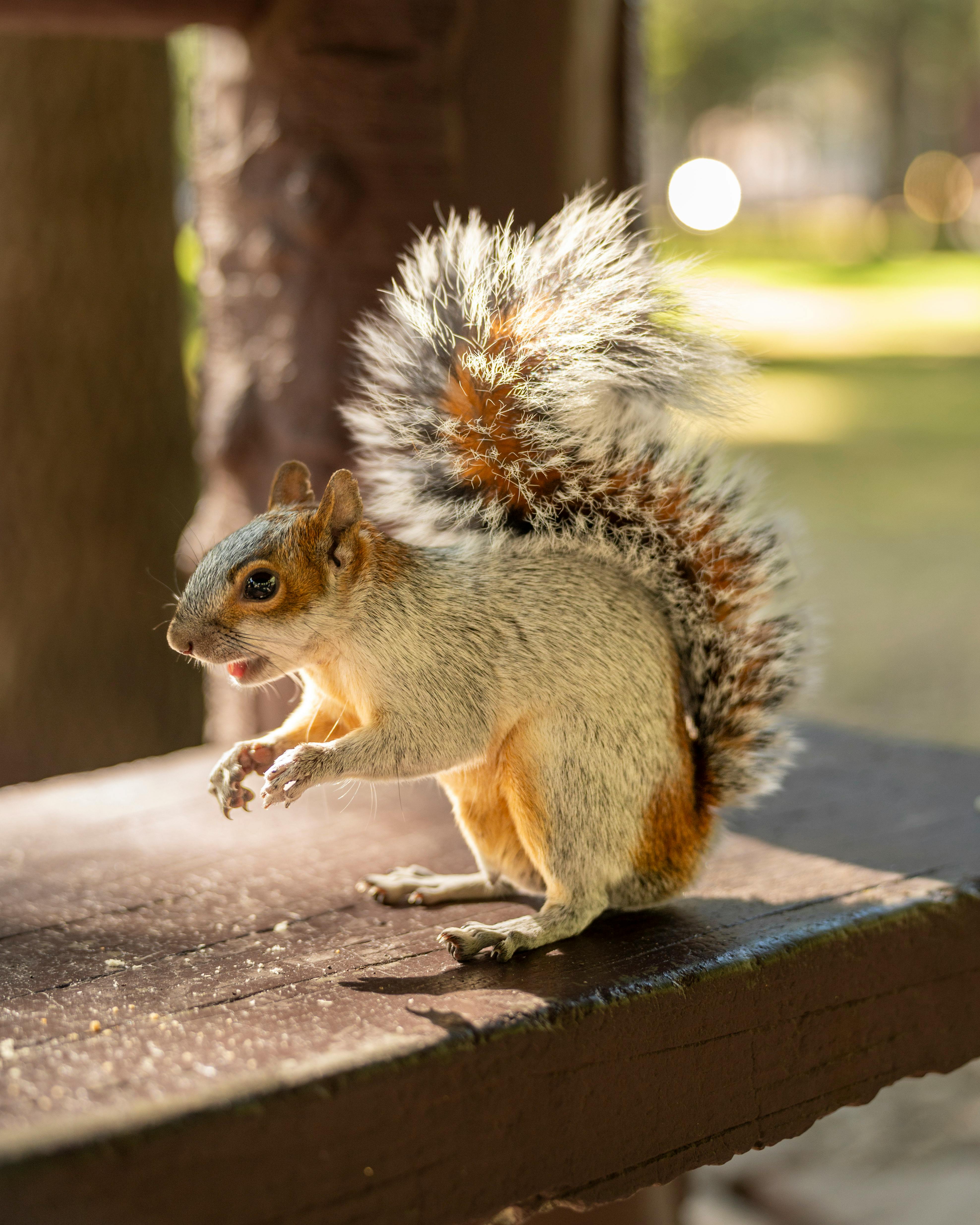 A squirrel with a bushy tail perched on a park bench, illuminated by warm sunlight.