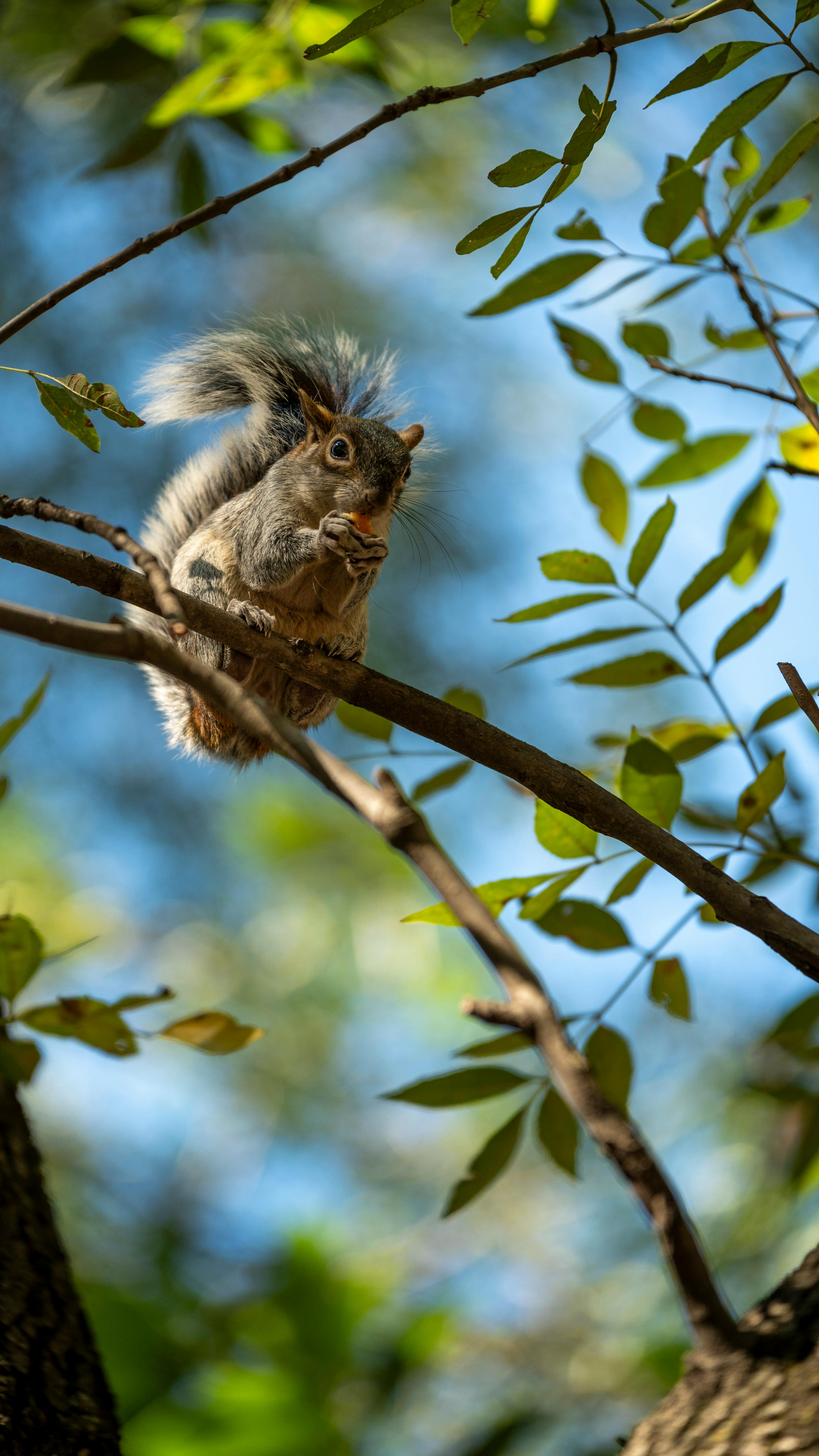 close up of a squirrel sitting on a branch