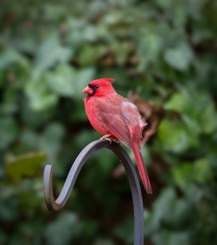 Vibrant red cardinal perched on a decorative metal hook in lush greenery.