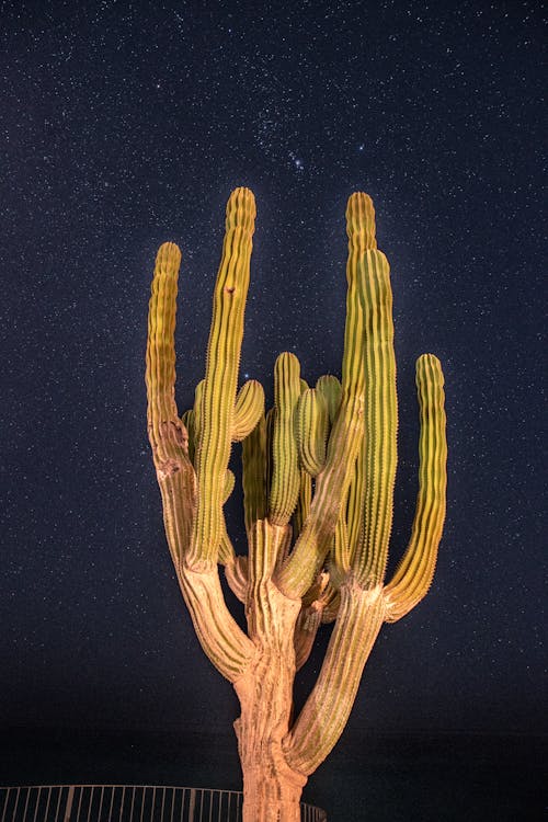 A Cactus under Night Sky 
