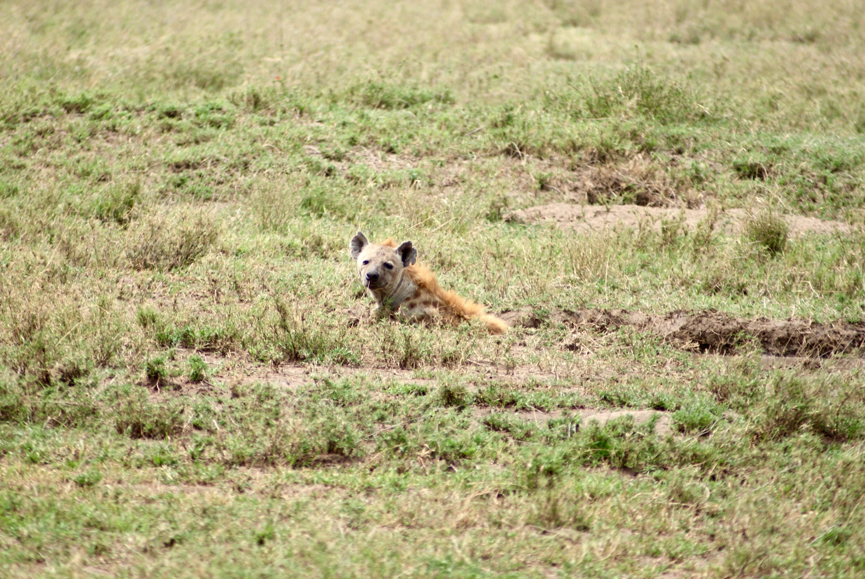 Hyena relaxing in the grasslands of Serengeti National Park, Tanzania, under sunlight.