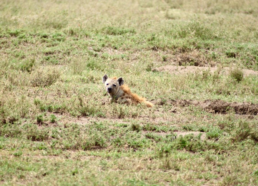 Hyena relaxing in the grasslands of Serengeti National Park, Tanzania, under sunlight.