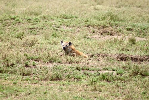 Free Hyena relaxing in the grasslands of Serengeti National Park, Tanzania, under sunlight. Stock Photo