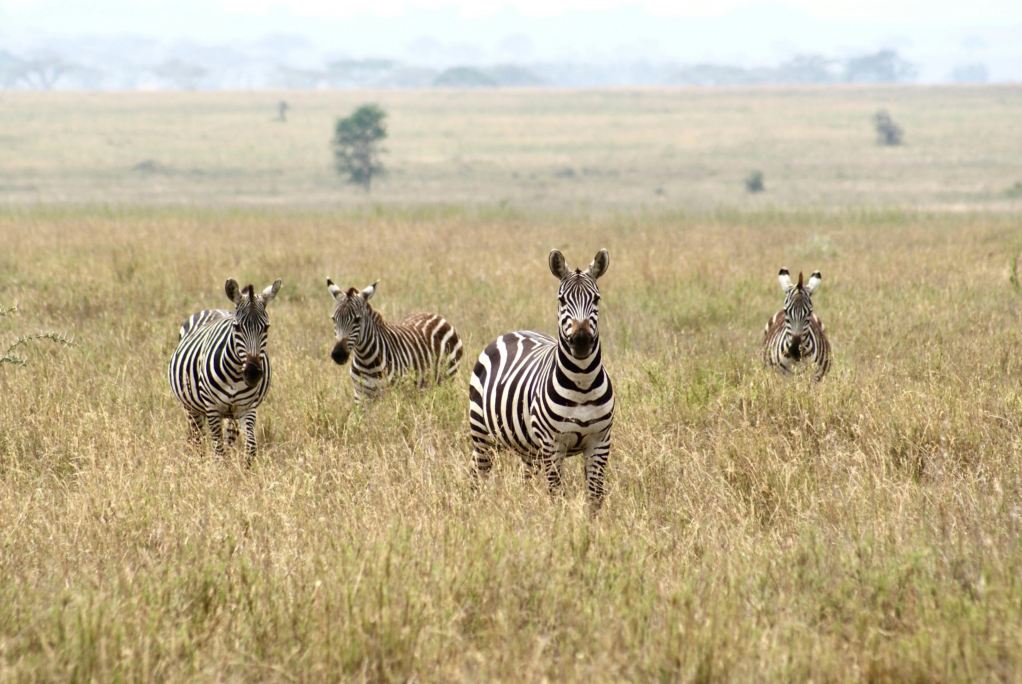 Four zebras grazing in the grasslands of Serengeti National Park, Tanzania. - Serengeti