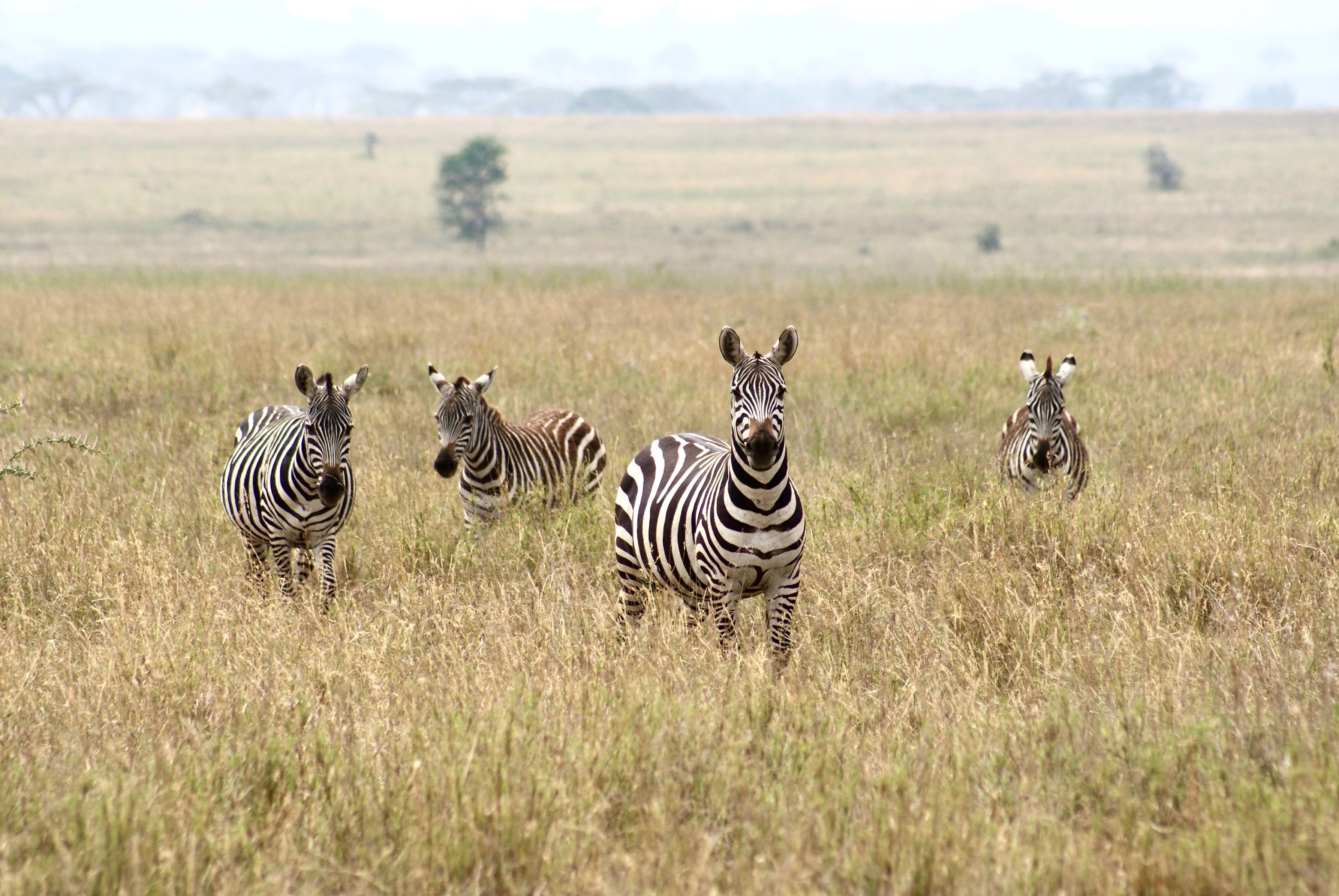 Masai Mara Safari Photos, Download The BEST Free Masai Mara Safari ...