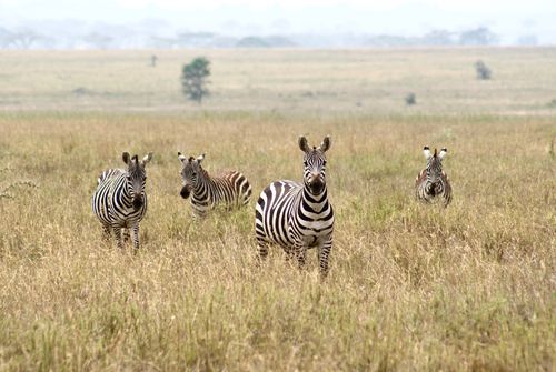 Free Four zebras grazing in the grasslands of Serengeti National Park, Tanzania. Stock Photo