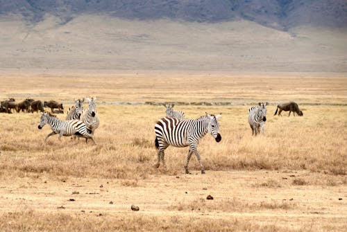 Δωρεάν στοκ φωτογραφιών με wildebeest, αγέλη, άγρια φύση