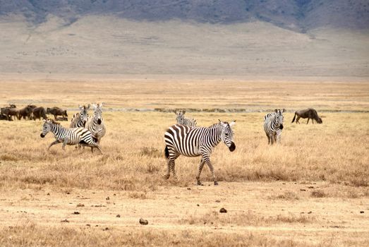 Ngorongoro Crater day — Serengeti