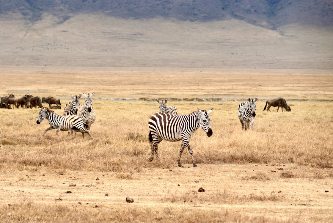 View of Zebras and Wildebeests on Safari Grassland 