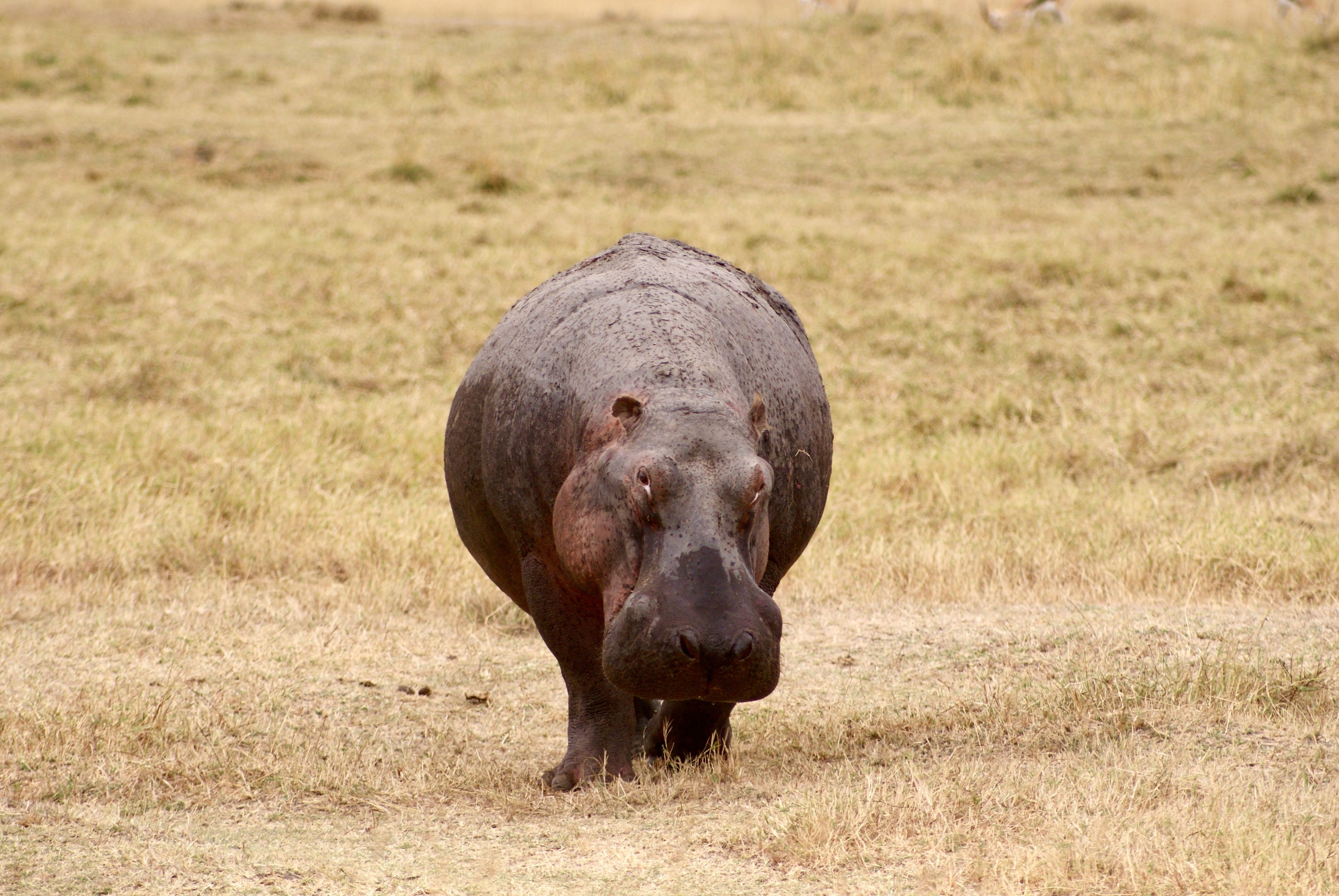 Gratis stockfoto van aarde, aards, afrika, afrika wild, afrikaans