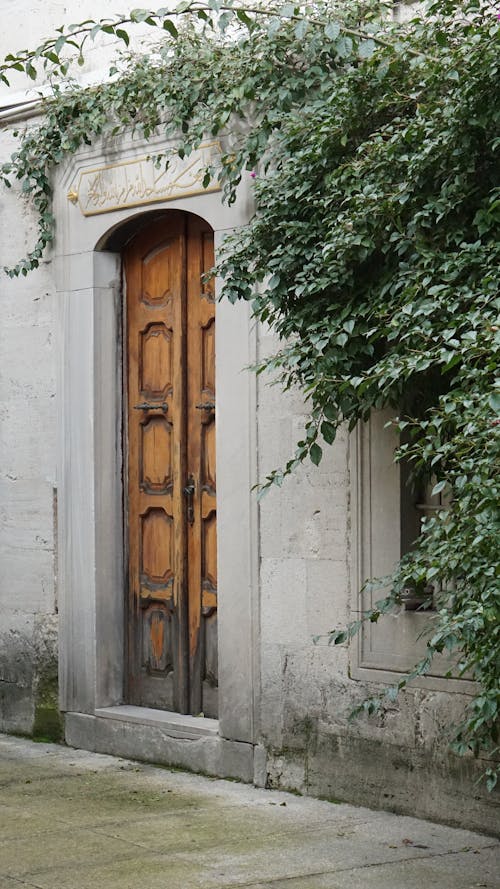 A Green Plant Growing near an Old Building with Wooden Door 