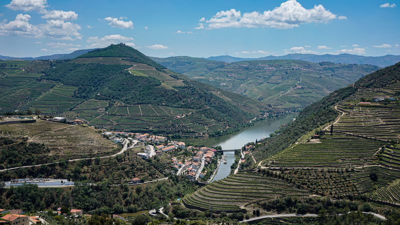 Viñedos del Duero