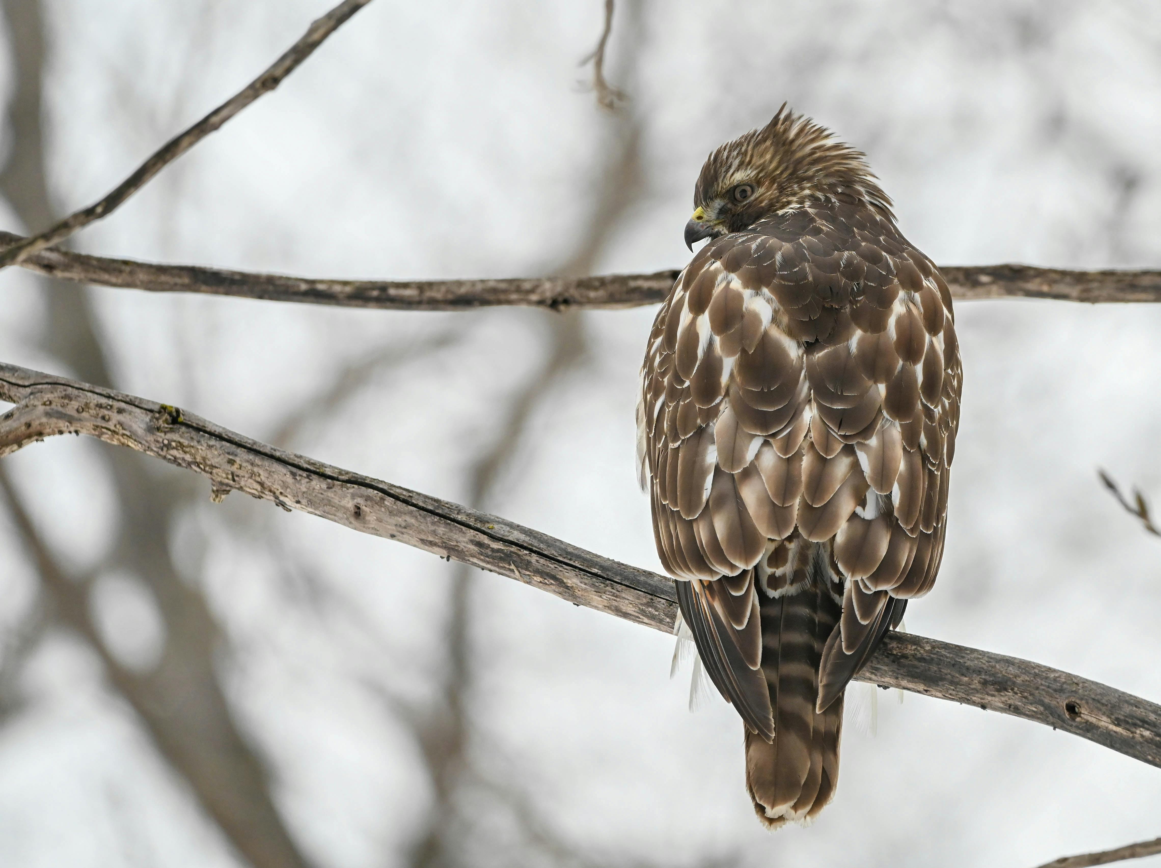 hawk perches on branch