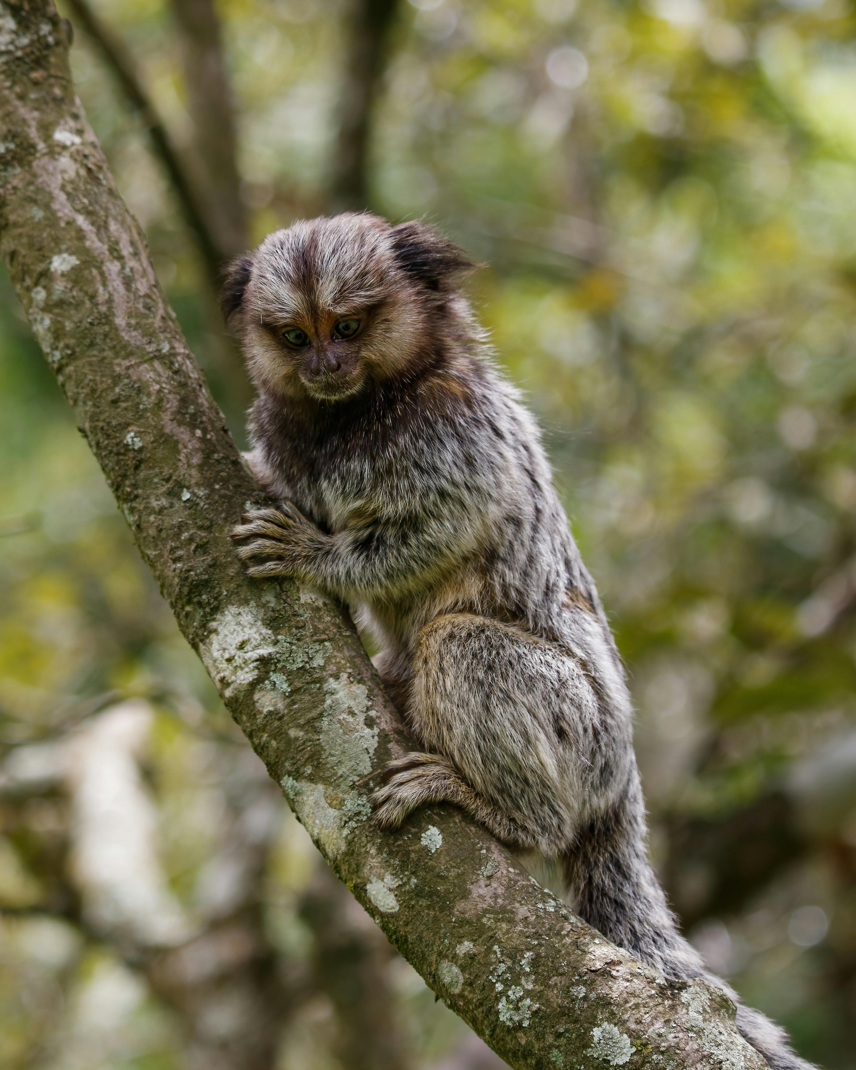 marmoset monkey on tree