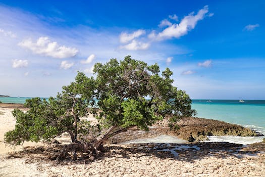 Oranjestad, Aruba photo 5