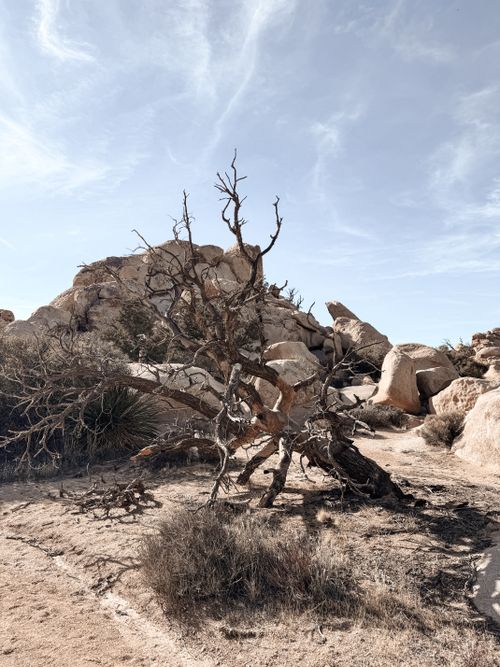 Free A twisted, withered tree stands amidst rocky and arid desert terrain in California, showcasing nature's resilience. Stock Photo