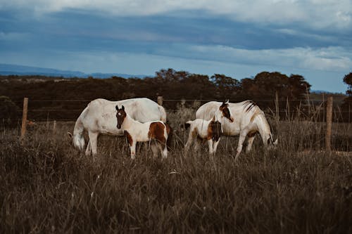 Free Horses and Ponies Eating Grass Stock Photo