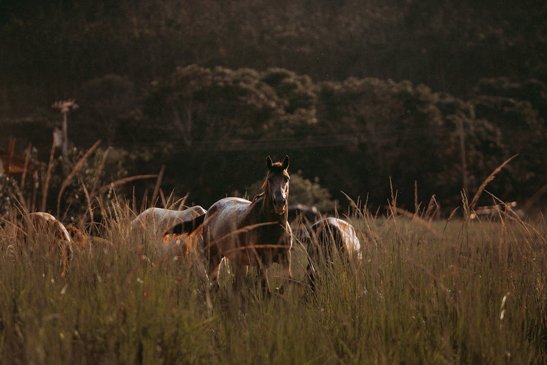 Cavalo Marrom Na Pastagem