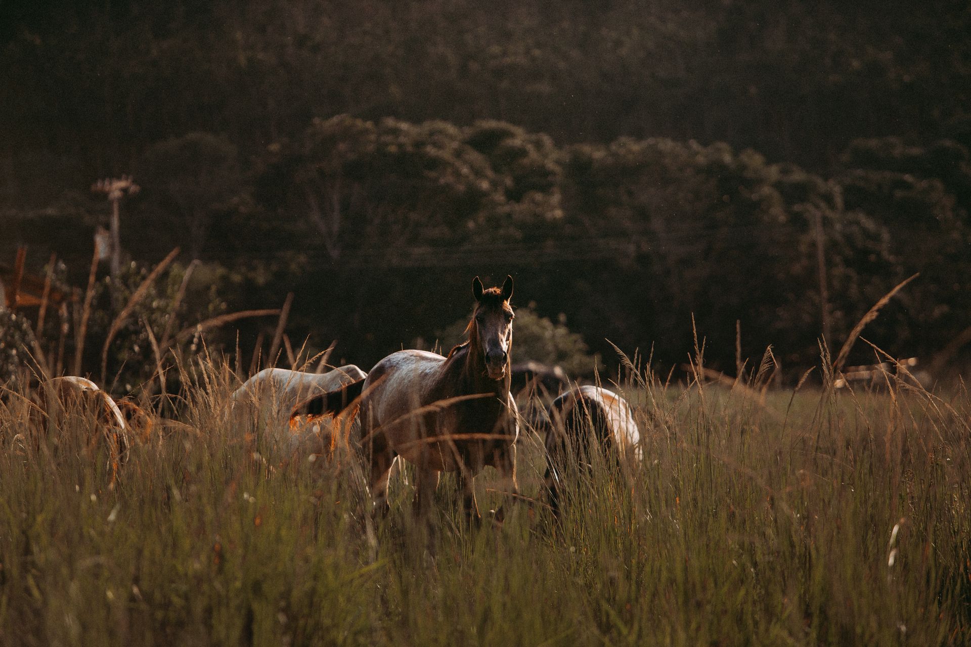 Brown Horse On Grassland