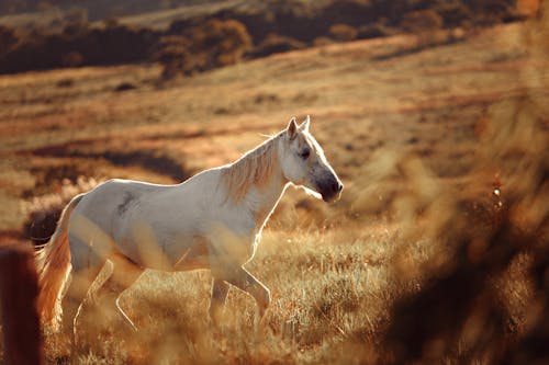 Wit Paard Op Een Veld