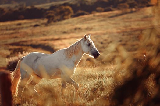 White Horse On A Field