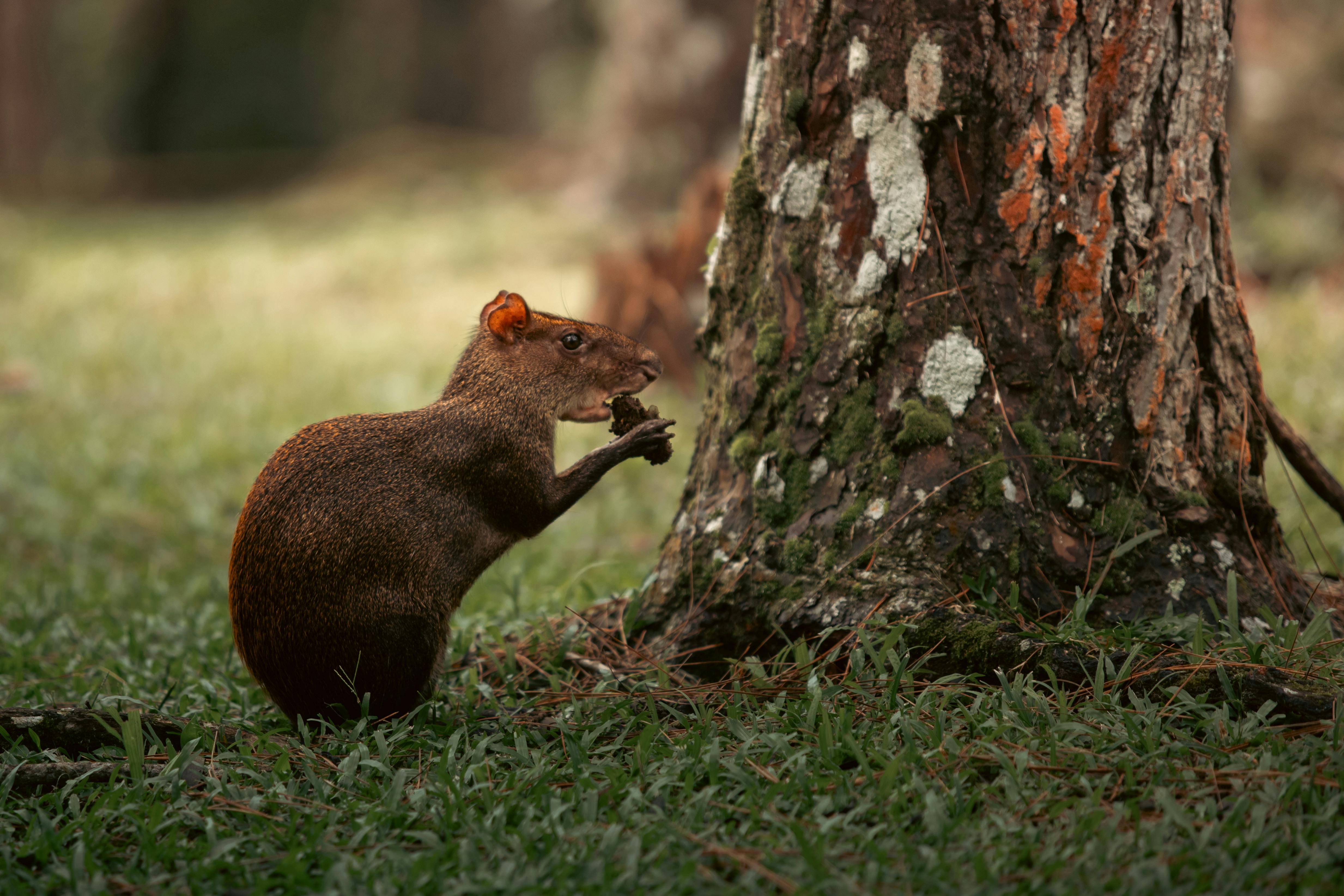 Close-up of an Agouti in a Park · Free Stock Photo