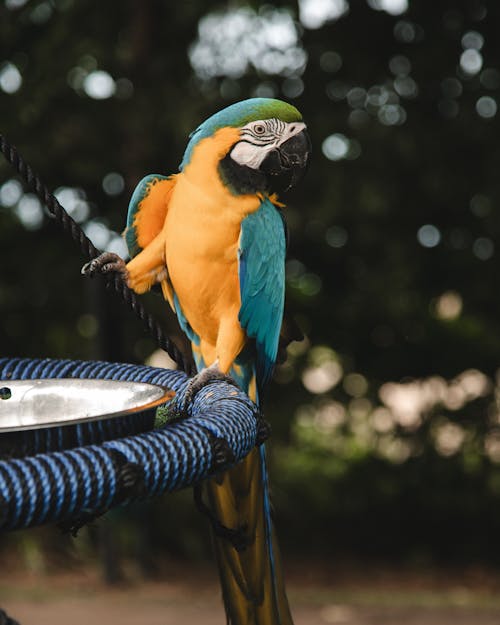 A blue and yellow parrot sitting on a blue metal perch