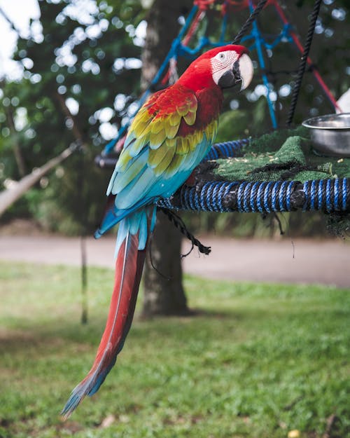 Close-up of a Red-And-Green Macaw Sitting on a Swing in a Park 