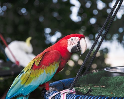 Close-up of a Red-And-Green Macaw Sitting on a Swing in a Park