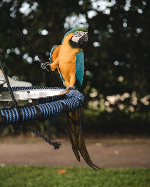 Kostnadsfri bild av ara fågel, djur, djurfotografi