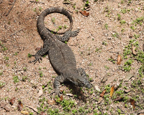 A lizard is walking on the ground