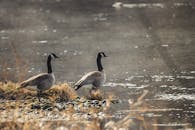 两只加拿大鹅平静地站在自然野生动物环境中的湖边
