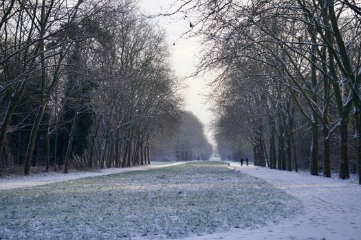 A serene winter scene with trees lining a snow-covered path in a park, inviting a peaceful walk.
