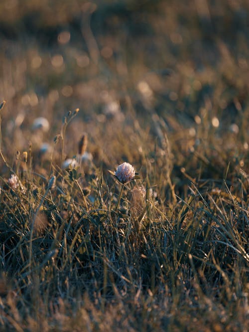 A field of grass with some white flowers