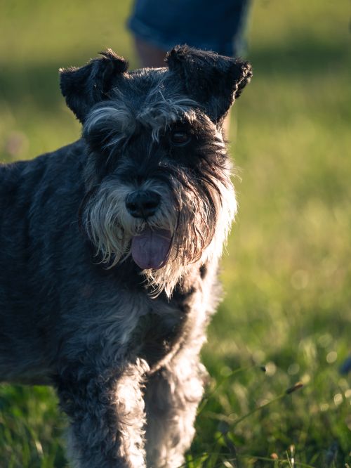 Free Charming schnauzer dog playfully enjoying a sunlit day outside in grassy area. Stock Photo
