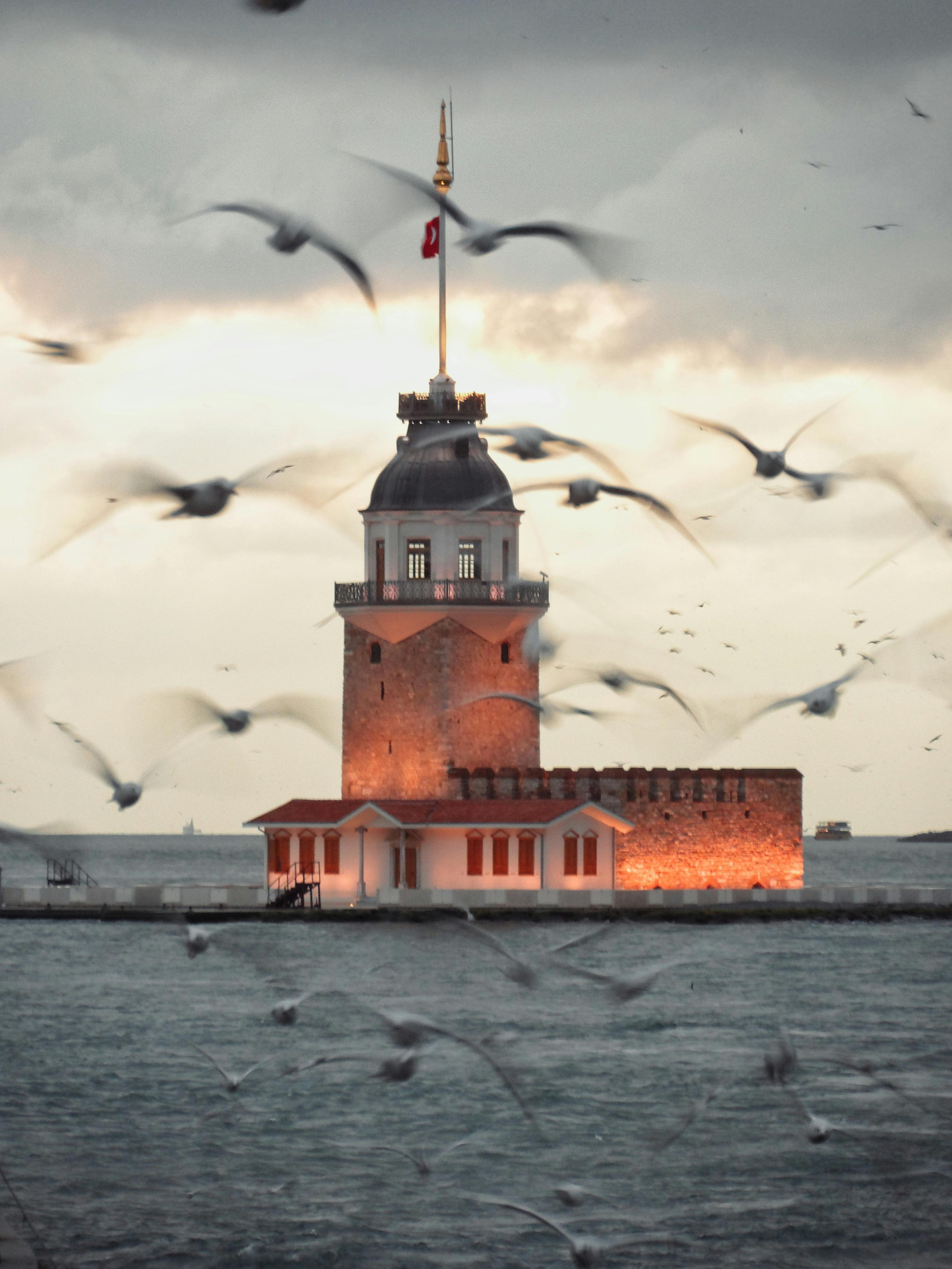 birds flying around kiz kulesi in istanbul
