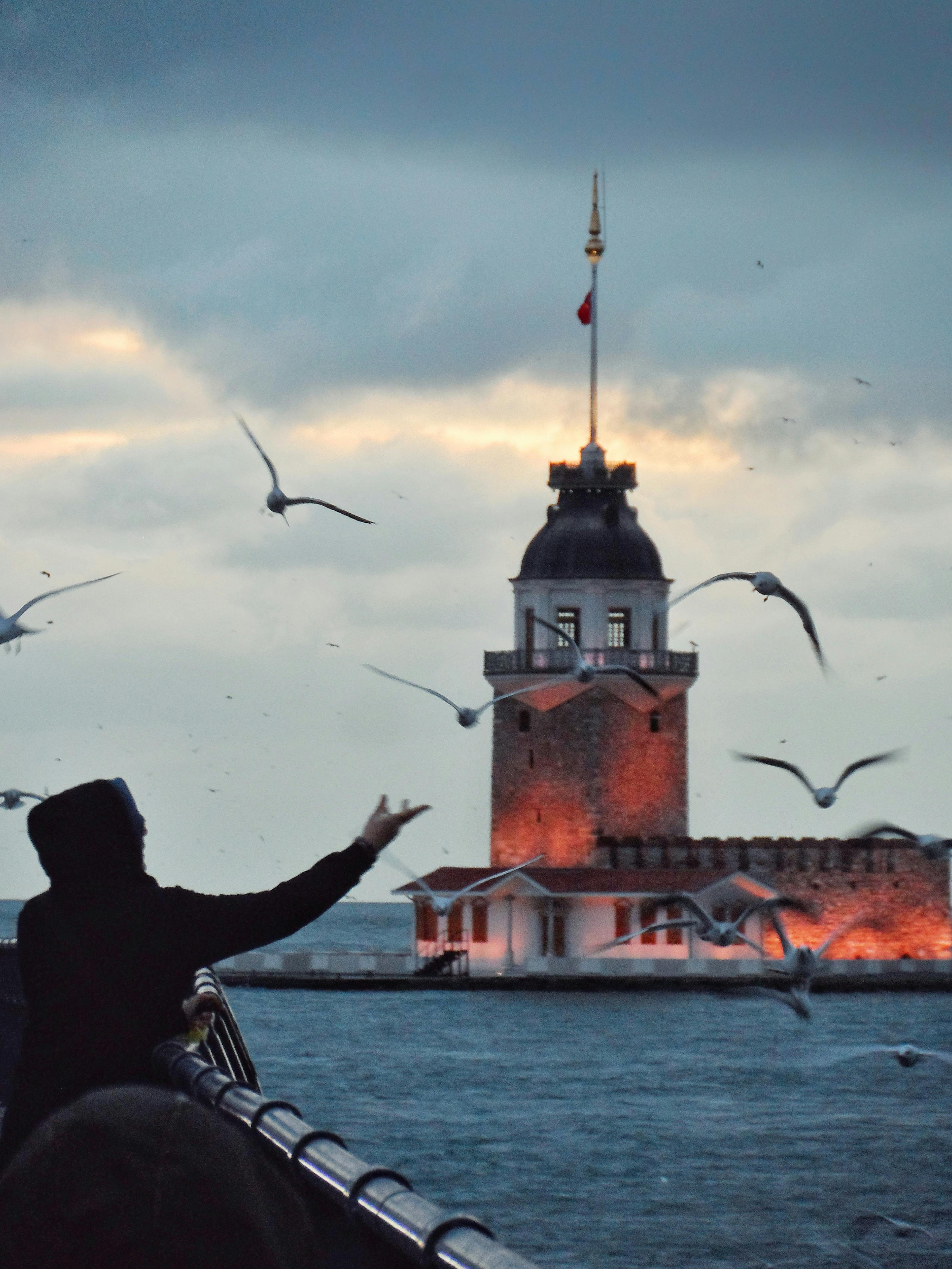 seagulls flying over person standing on sea shore of istanbul with kiz kulesi behind