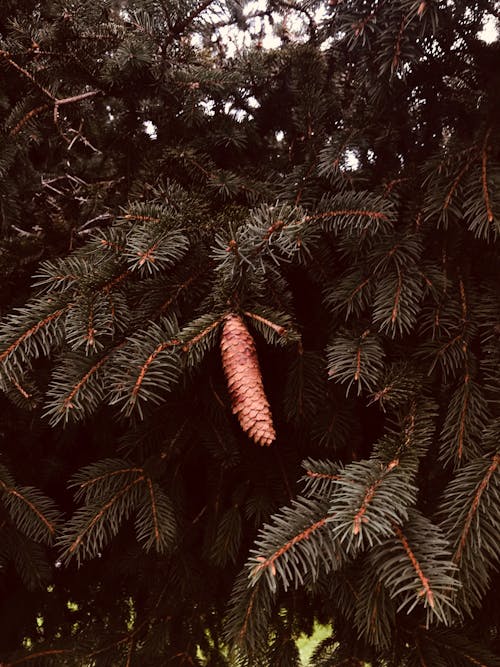 Free stock photo of forrest, nature, pine cone