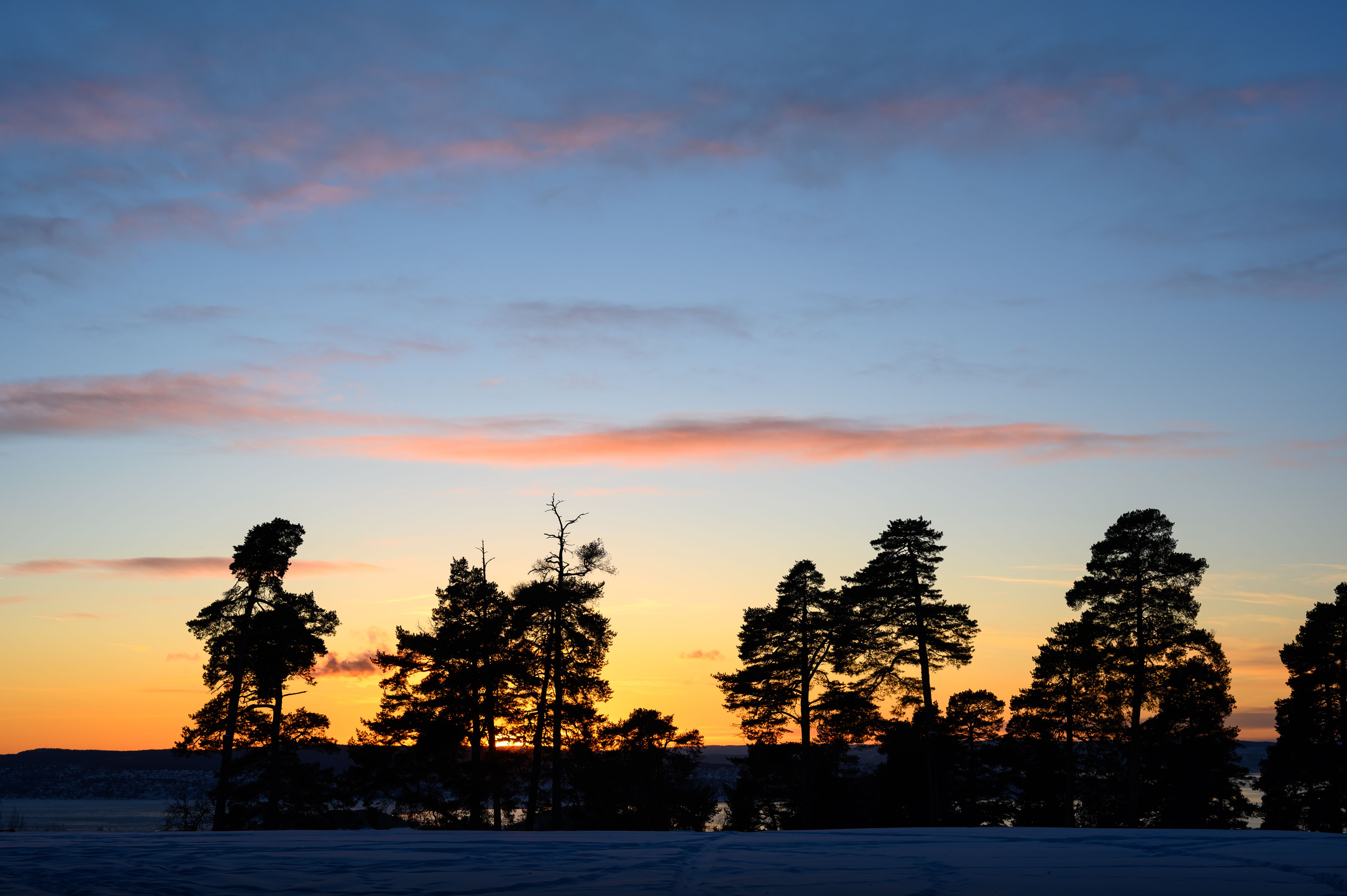 Trees in Countryside in Winter · Free Stock Photo