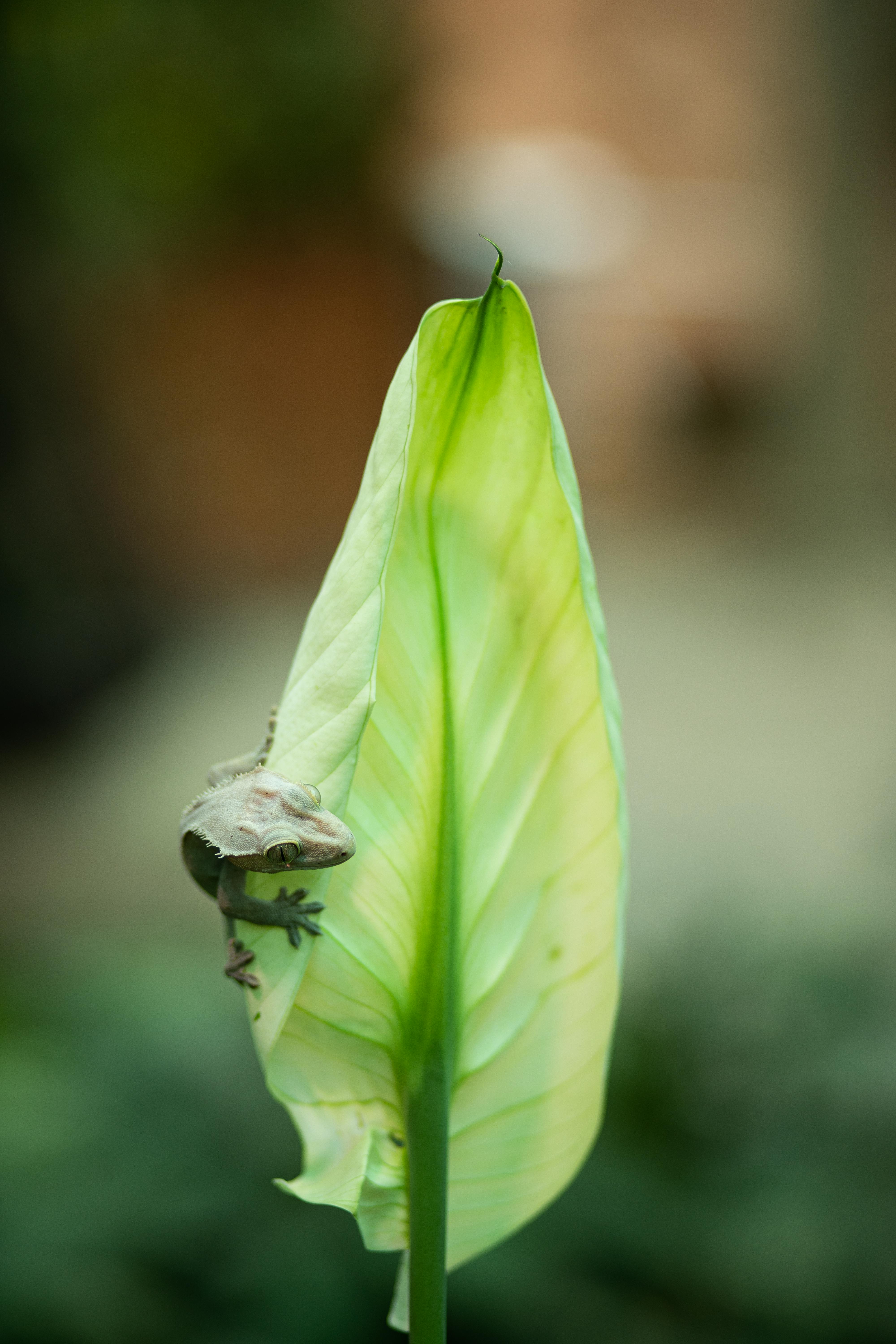 A chameleon camouflaged on a lush green leaf, showcasing nature's artistry.