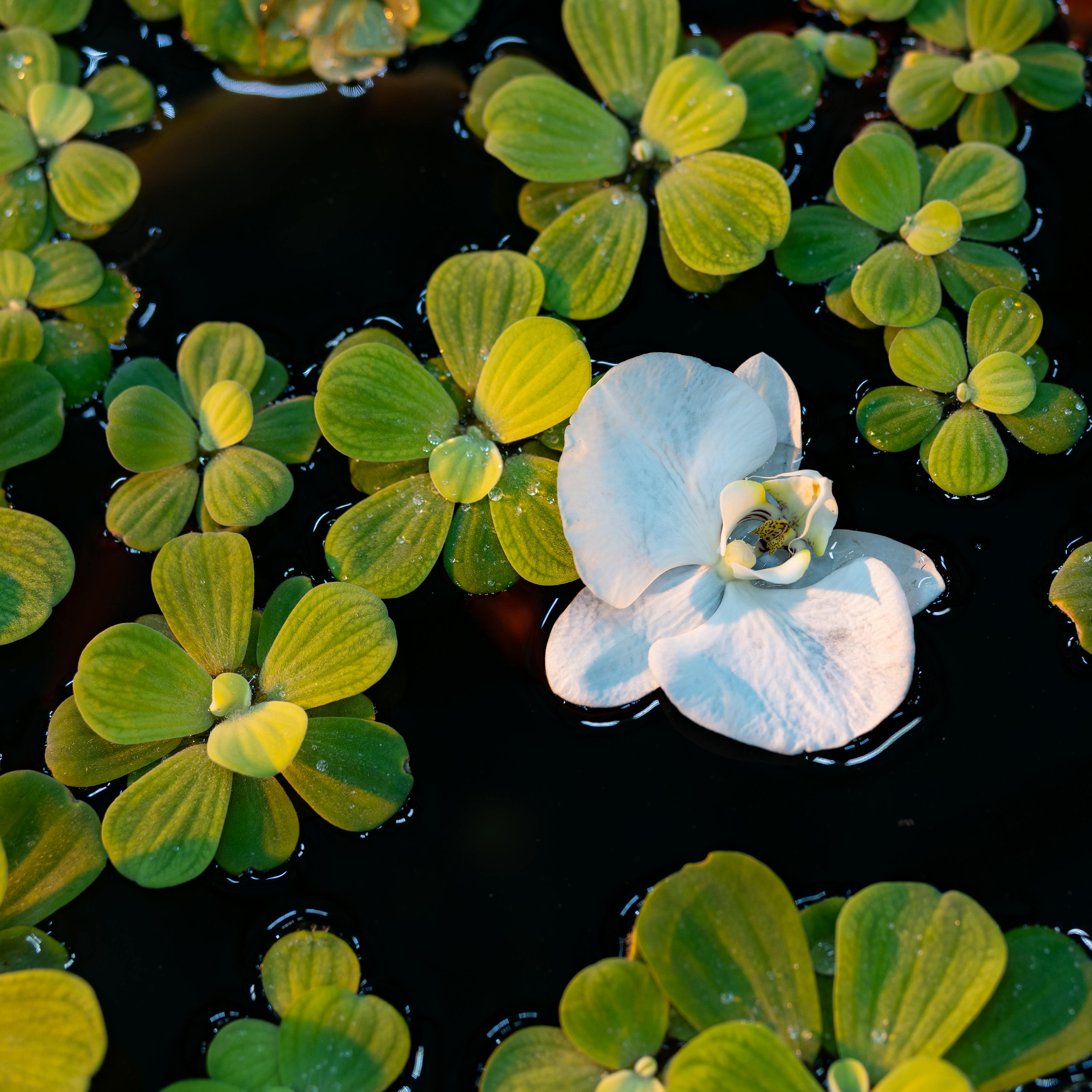 A white water lily surrounded by vibrant green aquatic plants on a tranquil pond.
