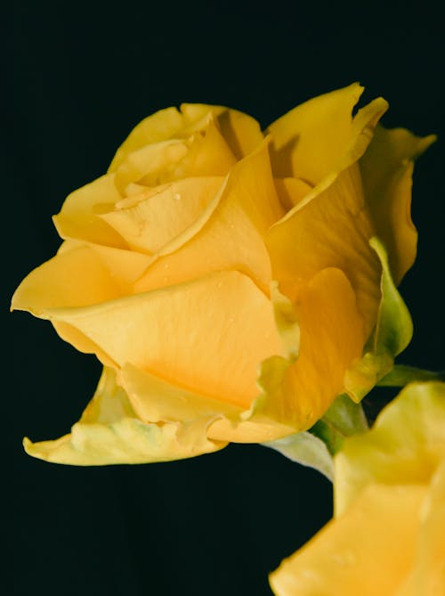 Kostenloses Stock Foto zu blumenstrauß, gelbe blume, gelbe rose