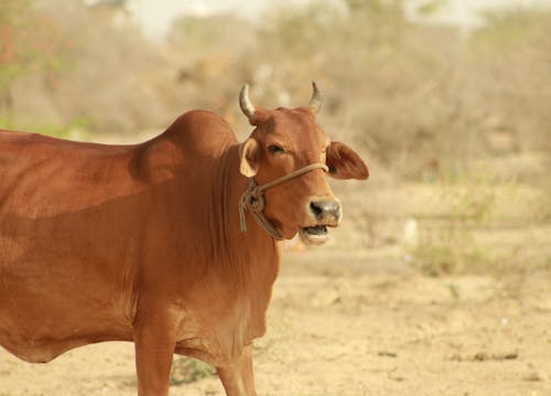 indian cow